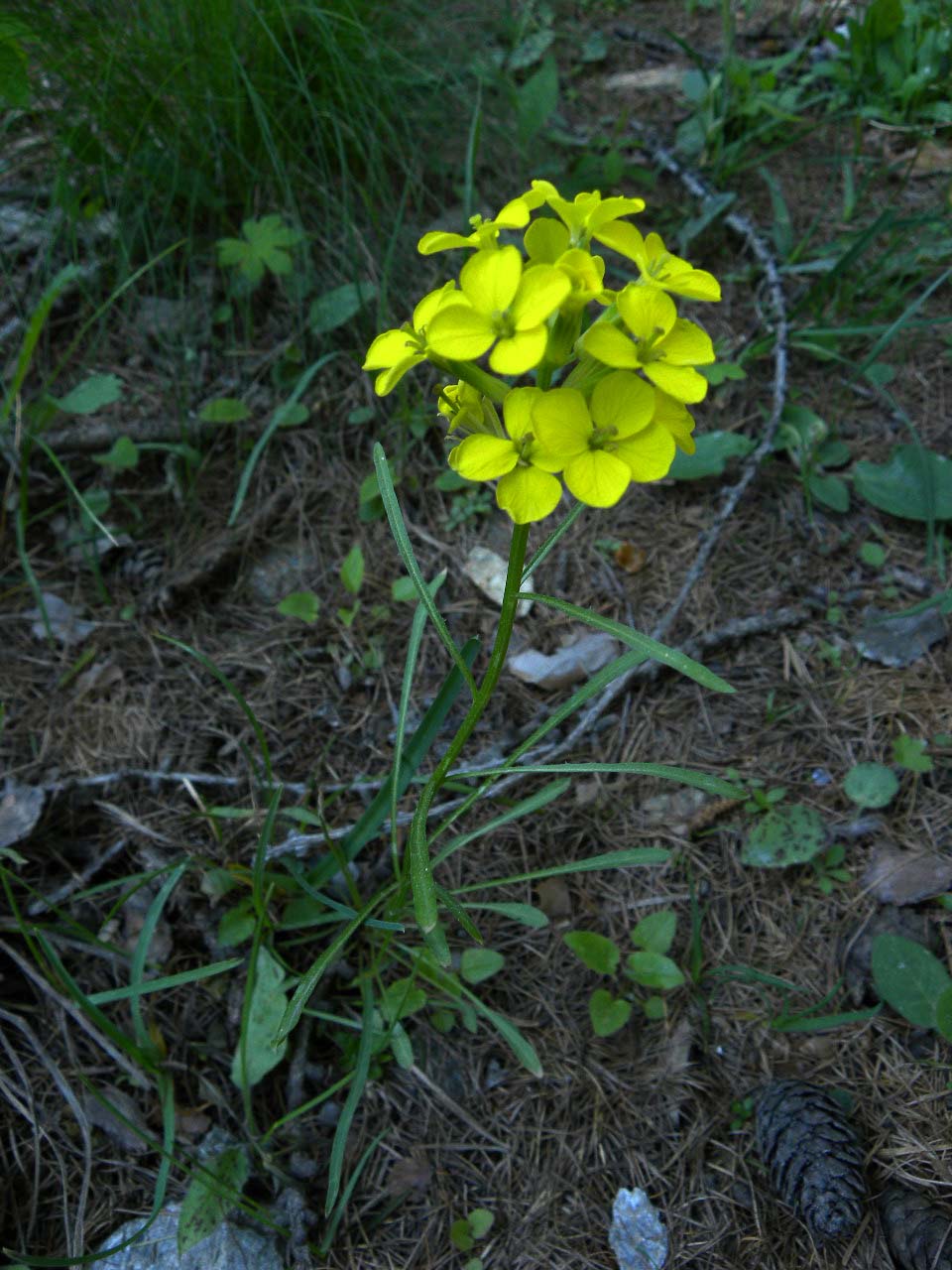 Erysimum sp.